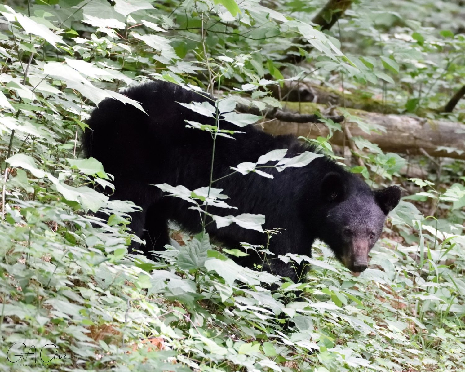 My First Black Bear Encounter in the Smoky Mountains