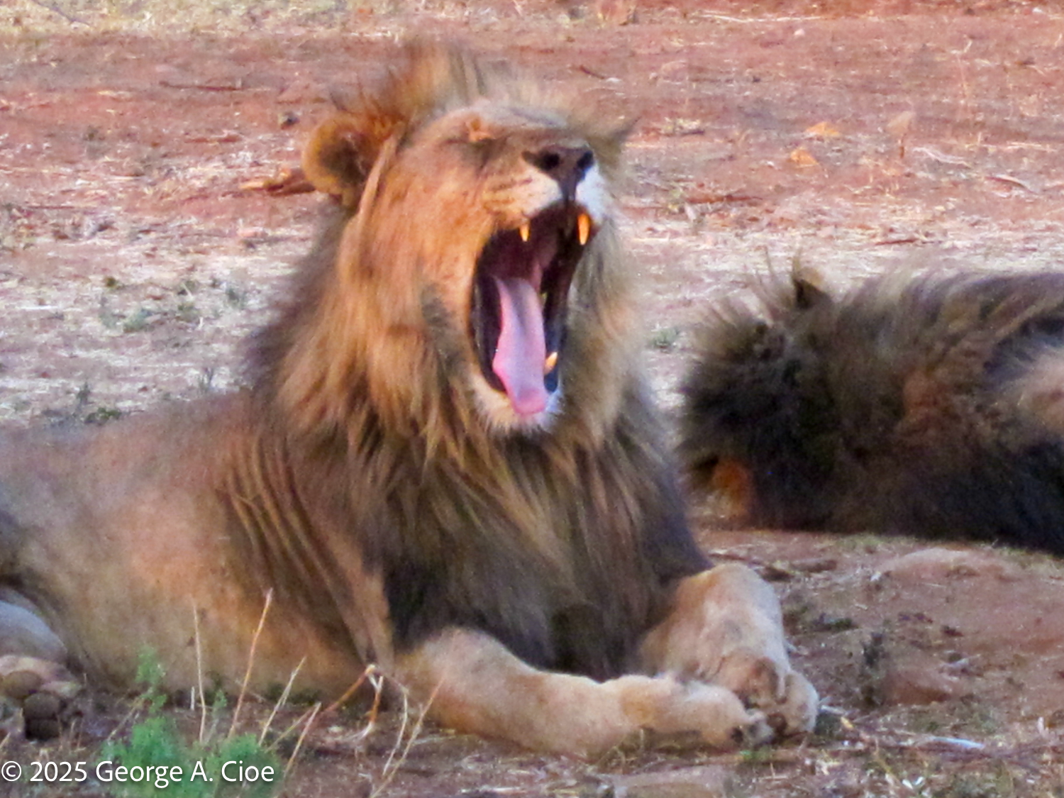 A Safari Story: “The Law of the Jungle, My Wife, and a Lion’s Yawn”