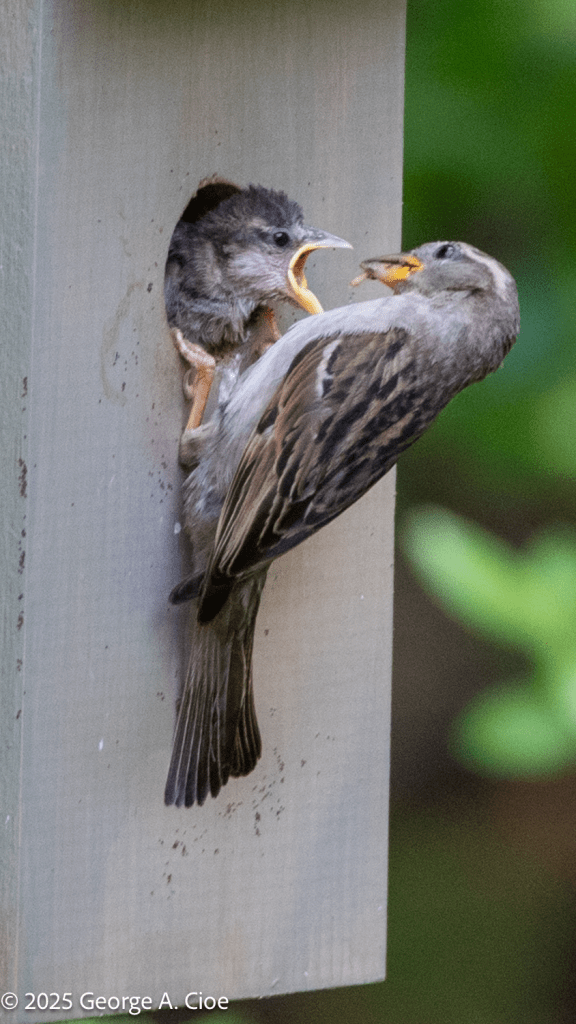 "Room Service At The Sparrow Suites" Sparrow Female