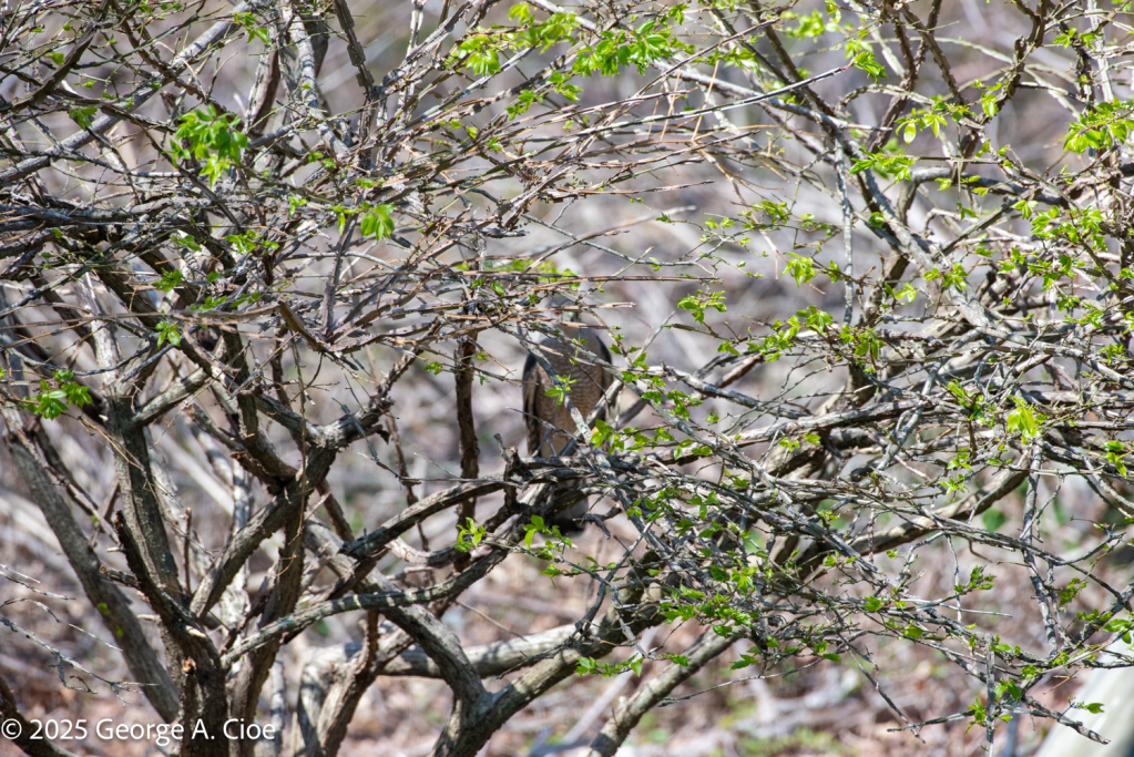 Cooper's Hawk
