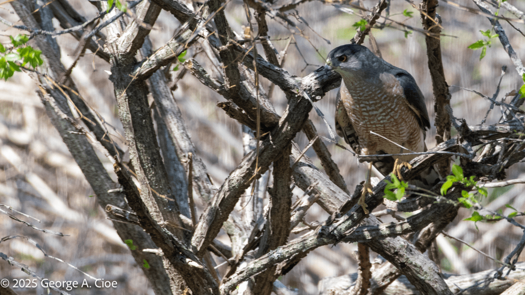 Cooper's Hawk