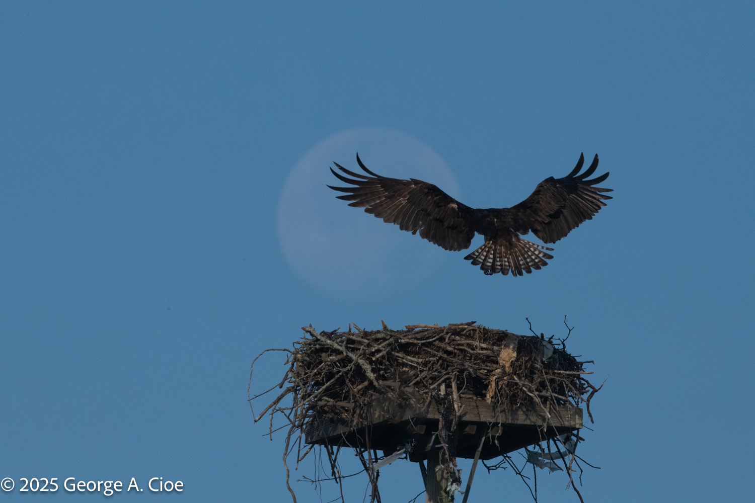 The Right Place And The Right Time to Photograph Osprey
