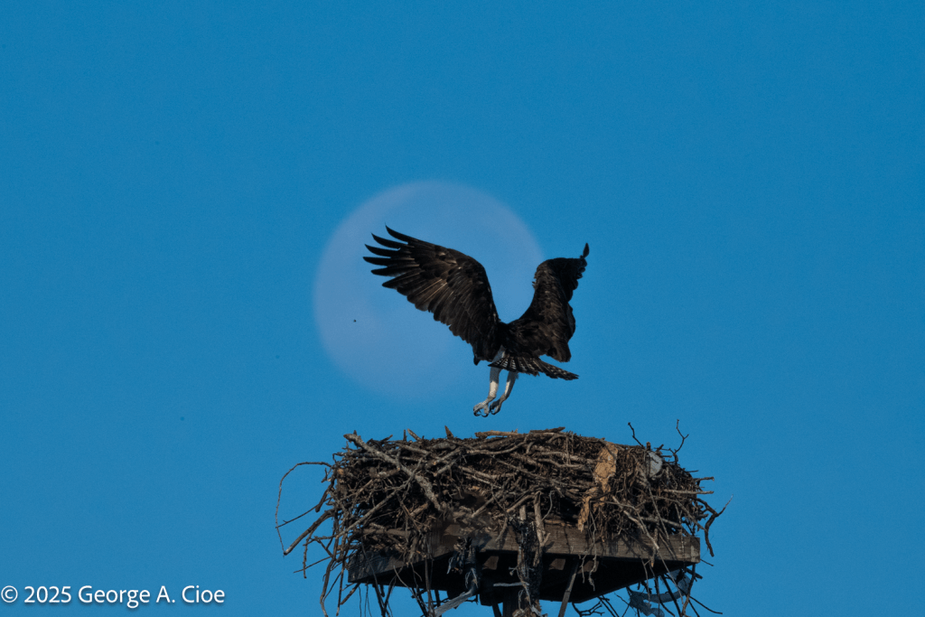 Osprey, Nest, with Moon