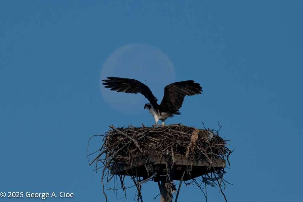 Osprey, Nest, with Moon