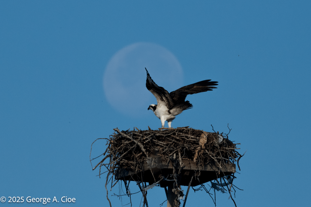 Osprey, Nest, with Moon