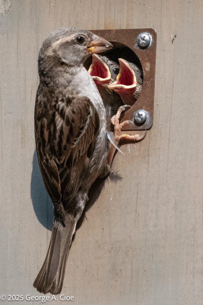 "Feeding Time: The Original Noise Complaint" House Sparrow Female