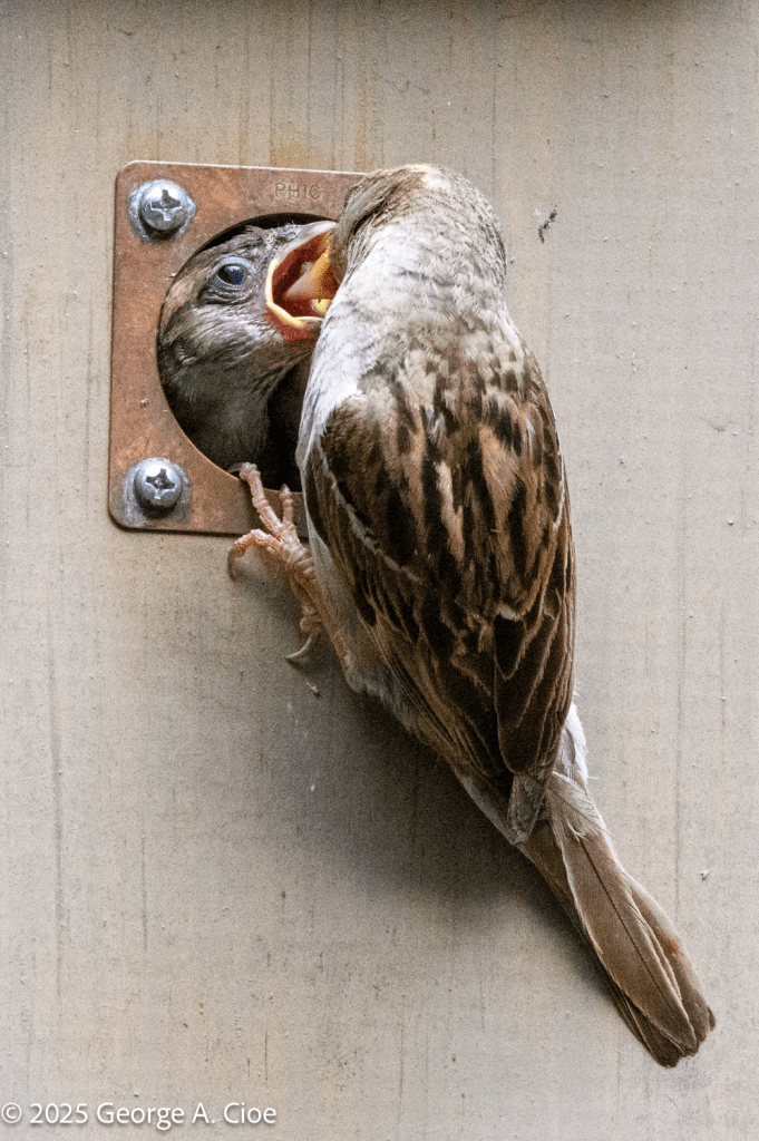 "Open Wide — Your Mother Worked Hard For That Worm" House Sparrow Female