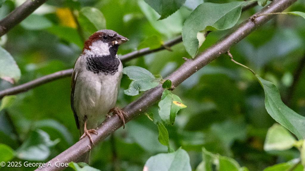 "Neighborhood Watch Captain" House Sparrow Male