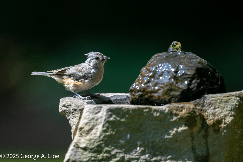 Tufted Titmouse on Birdbath