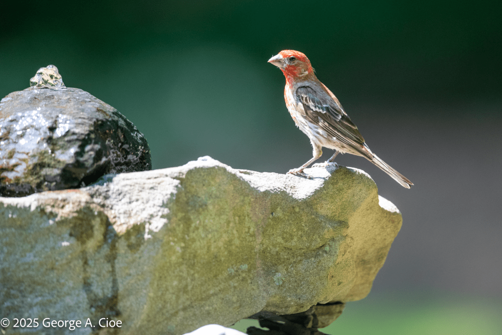 House Finch on Birdbath
