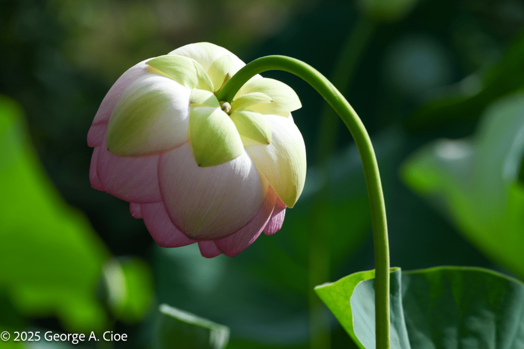 "Lotus Bow" Lotus Flower