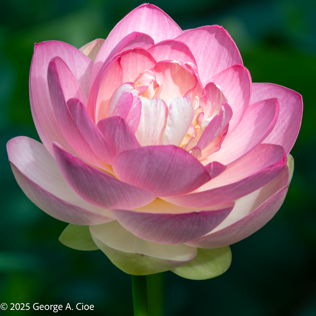 "Lotus Translucence" Lotus Flower