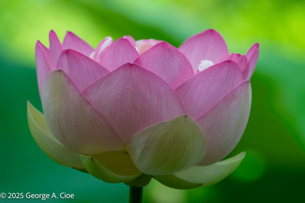 "Lotus Crown" Lotus Flower