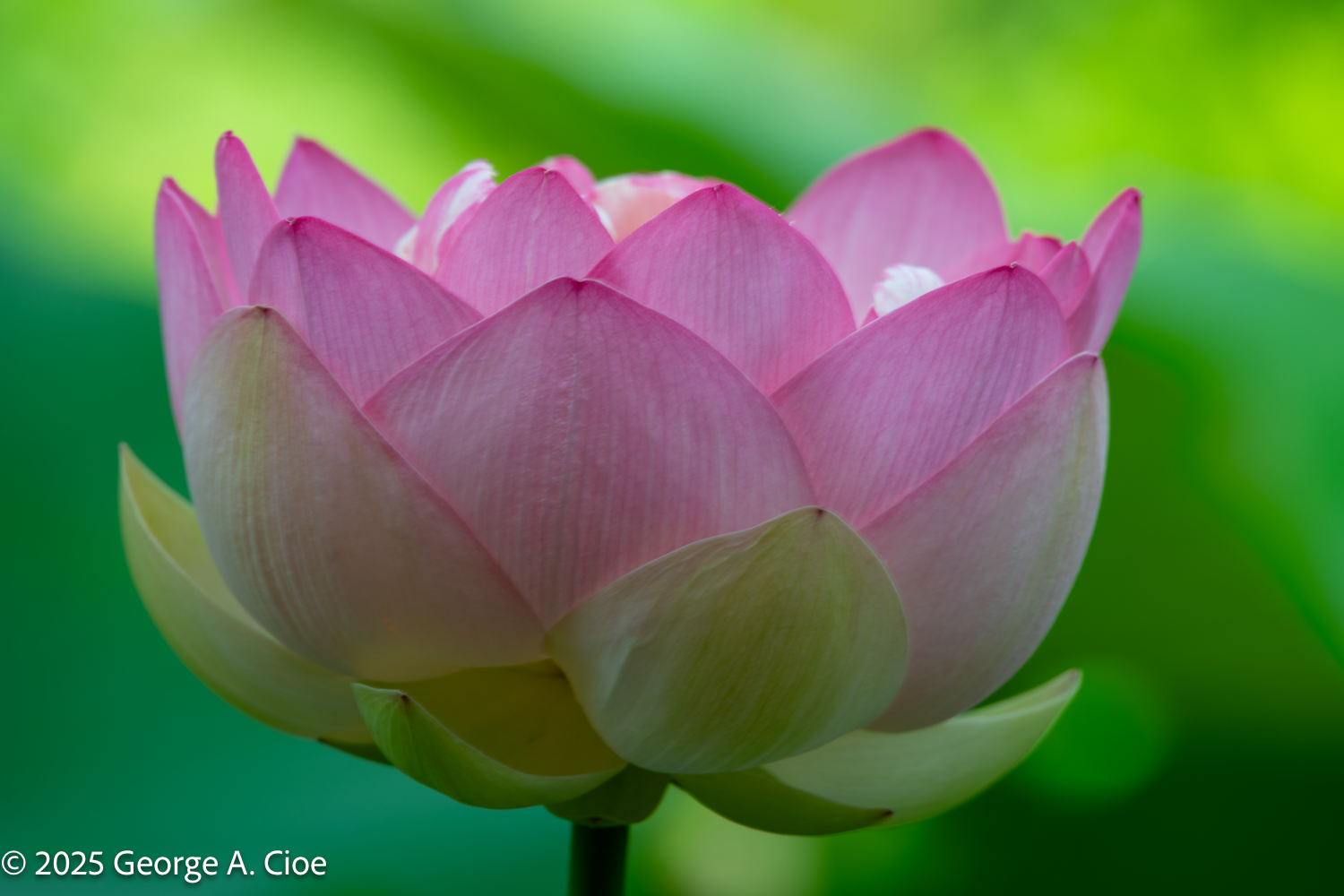 The Lotus Hypothesis: Scientific Nonsense with Stunning Visuals