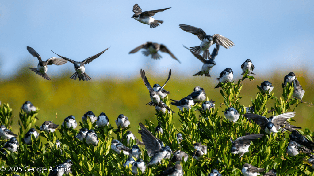 "Airbnb" Tree Swallow