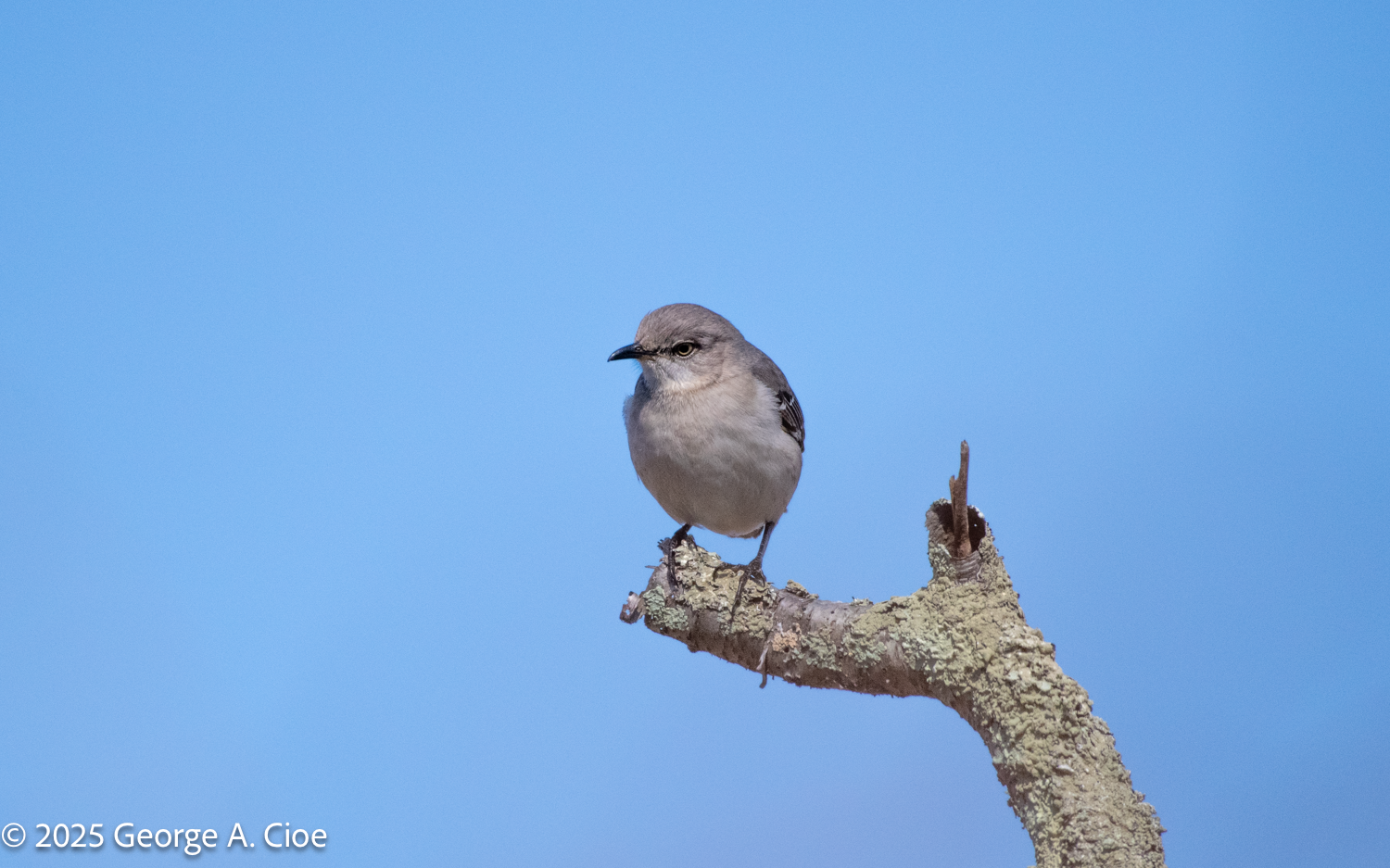 A Bird a Camera and a Nature Encounter on Whale Rock Trail