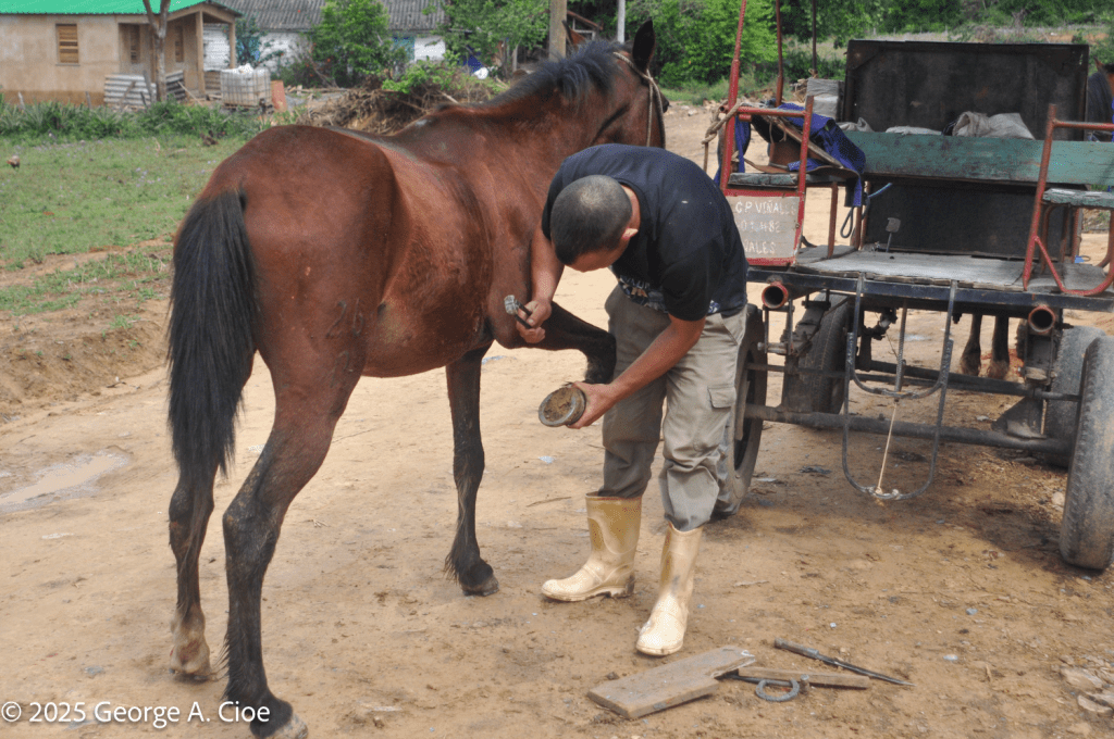 Cuban Farrier - 2019