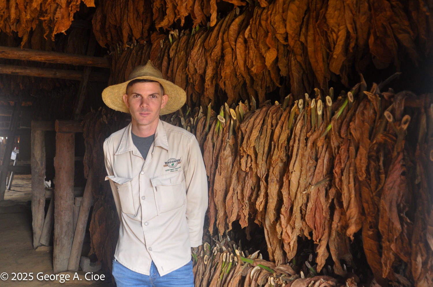 Cuban Tobacco Farm and Cigars: Discover Authenticity