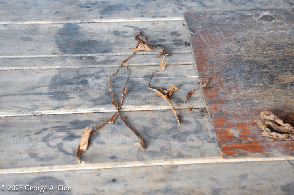 Cuban Tobacco Stems - removed