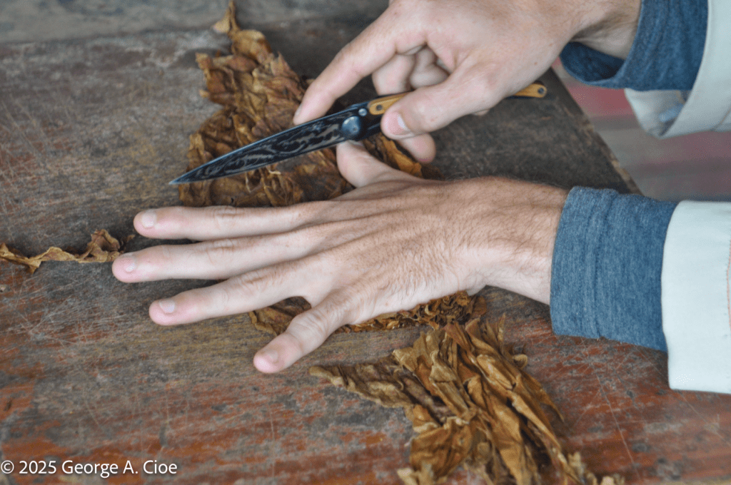 Cuban Torcedor -Macondo Tobacco Farm