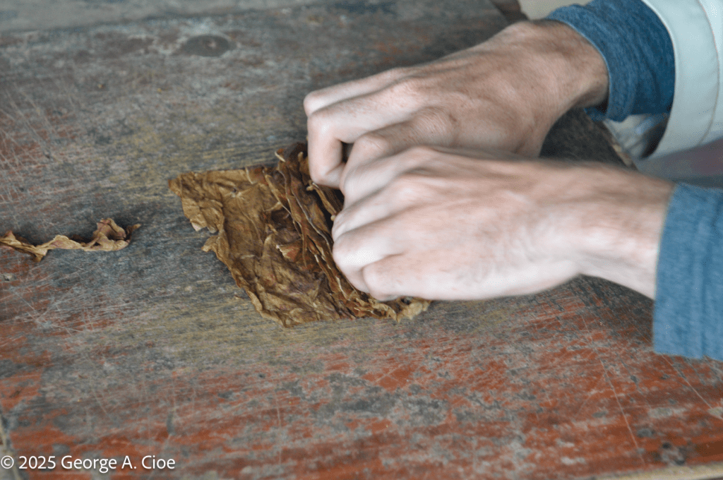 Cuban Torcedor -Macondo Tobacco Farm