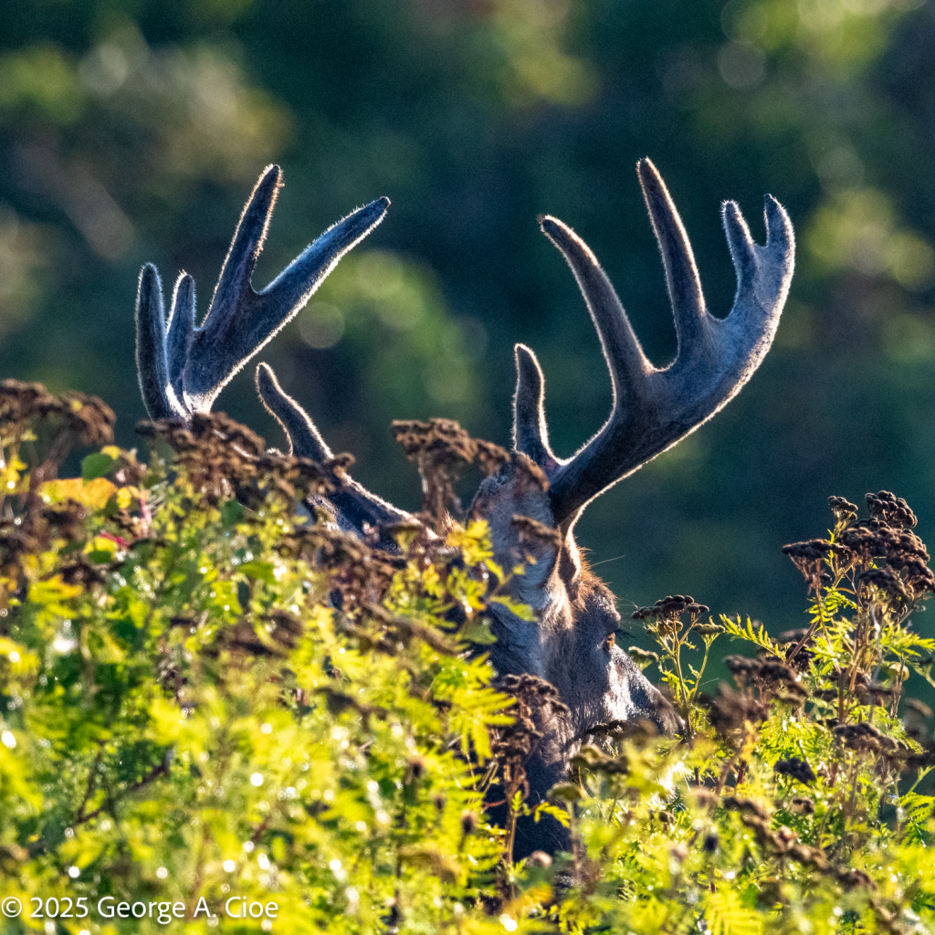 "Nature’s Crown" 10 Point Buck