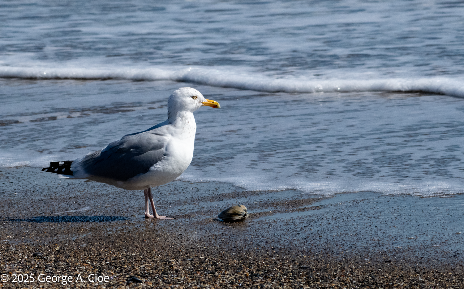 Quahaug’n Gull: The Wisdom Found in Nature’s Wonders