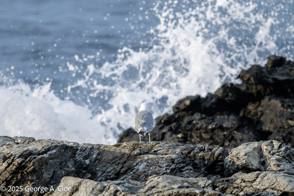 “On the Brink” Herring Gull