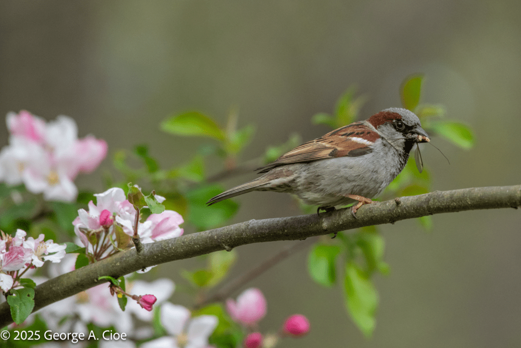 "Catch of the Moment" House Sparrow Male