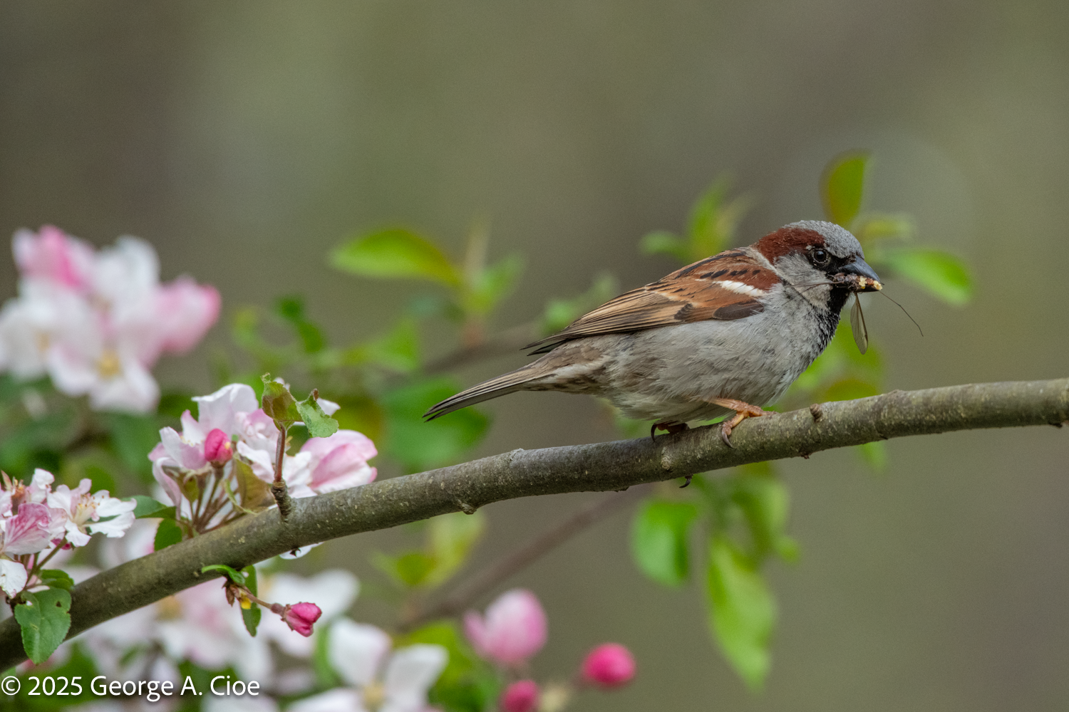 Discovering the World of Birding: A Passion Unleashed