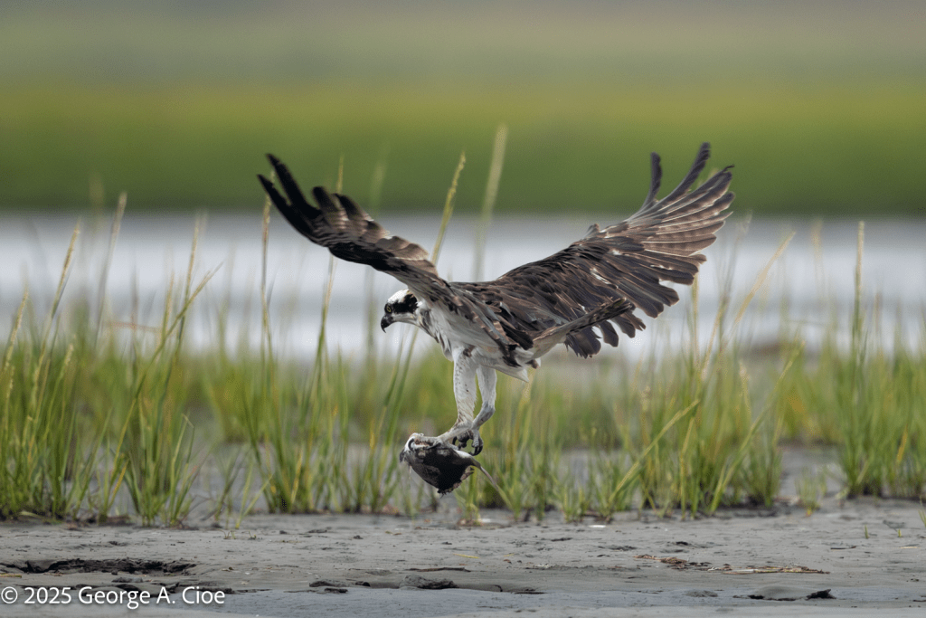 Osprey with Scup