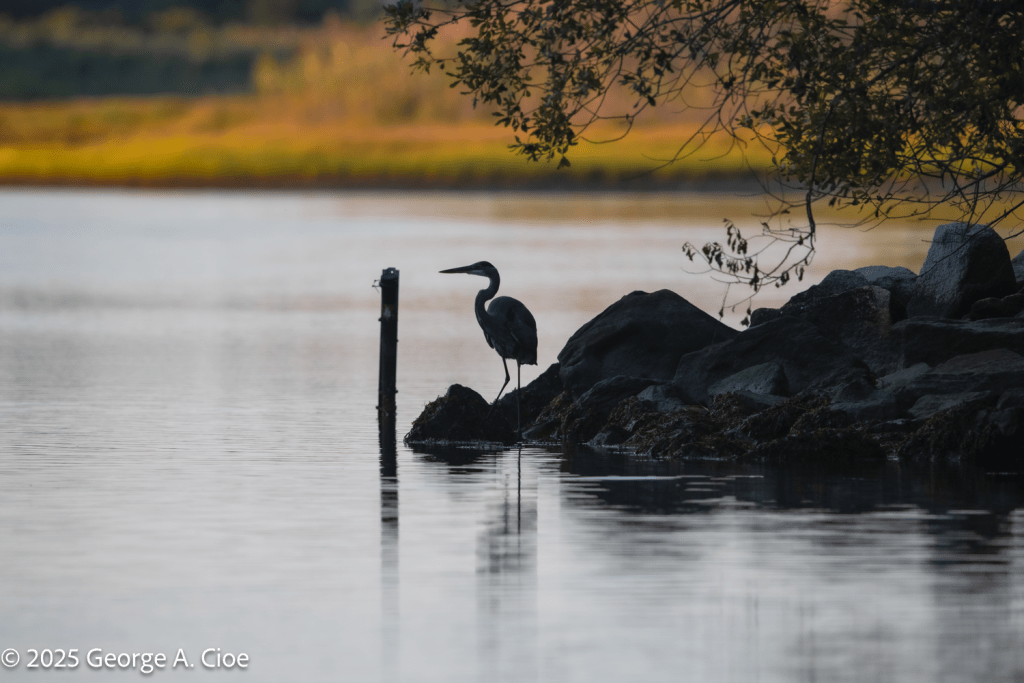 "Blue on September Stone" Great Blue Heron