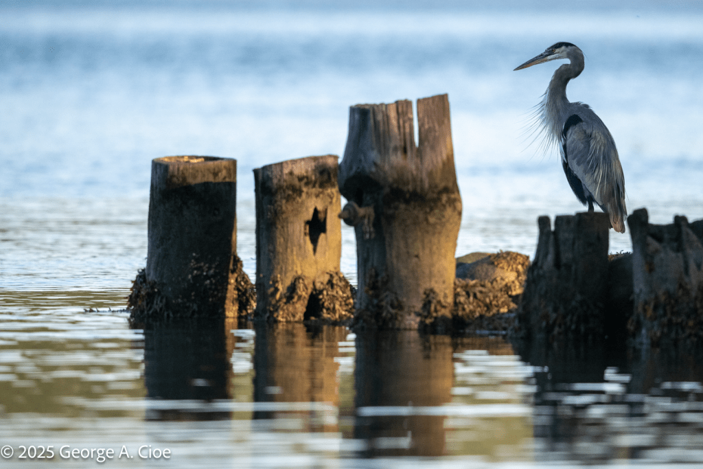 "River Sentinel" Great Blue Heron, Narrow River