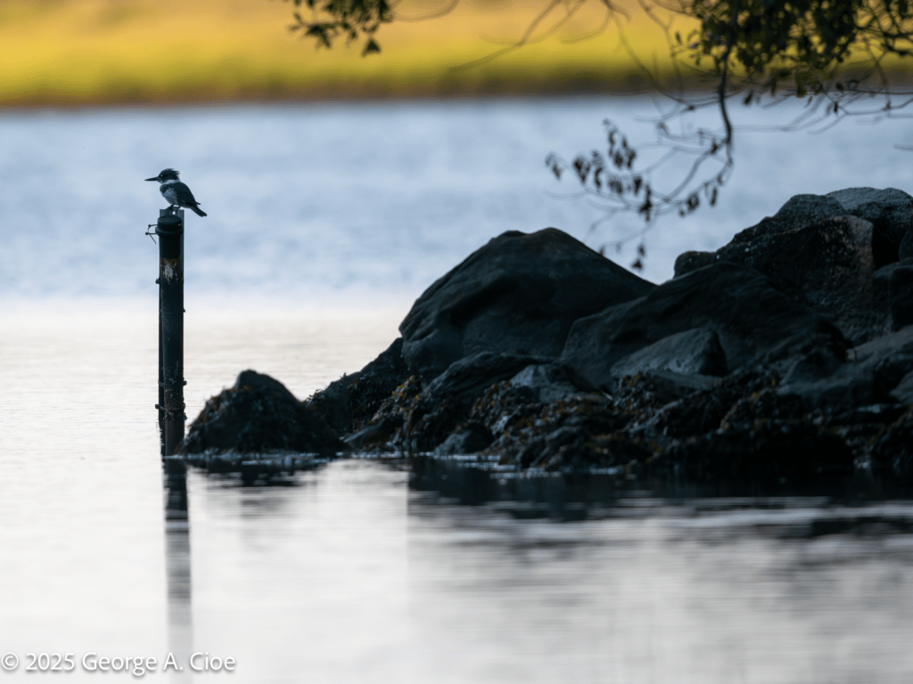 "Crowned on a Post" Belted Kingfisher