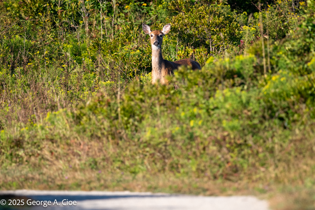 "What's up?" White-tailed Deer