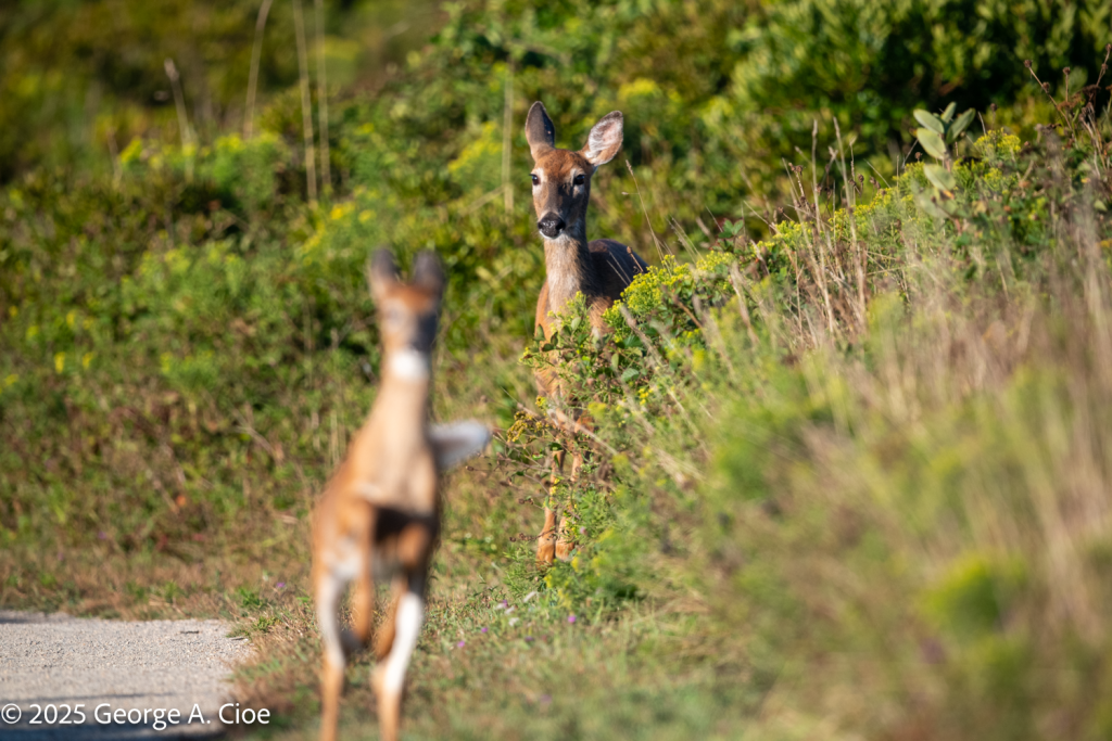 "What?" White-tailed Deer