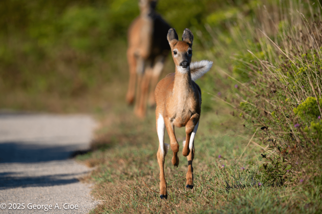 "I'm going For It!" White-tailed Deer