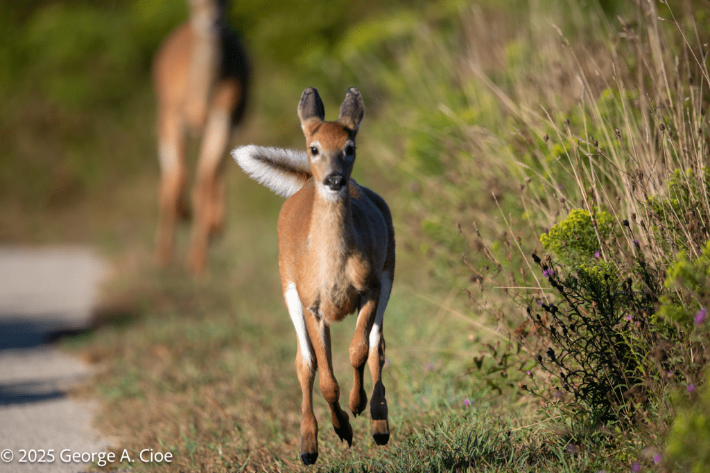 'Full Speed, No Stopping!" White-tailed Deer
