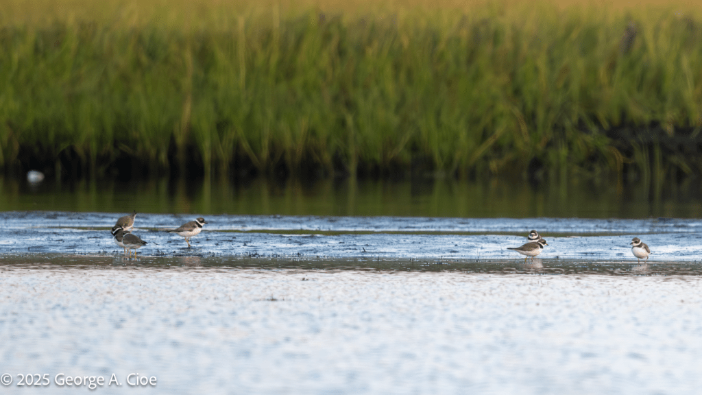 Semipalmated Plover Congregation