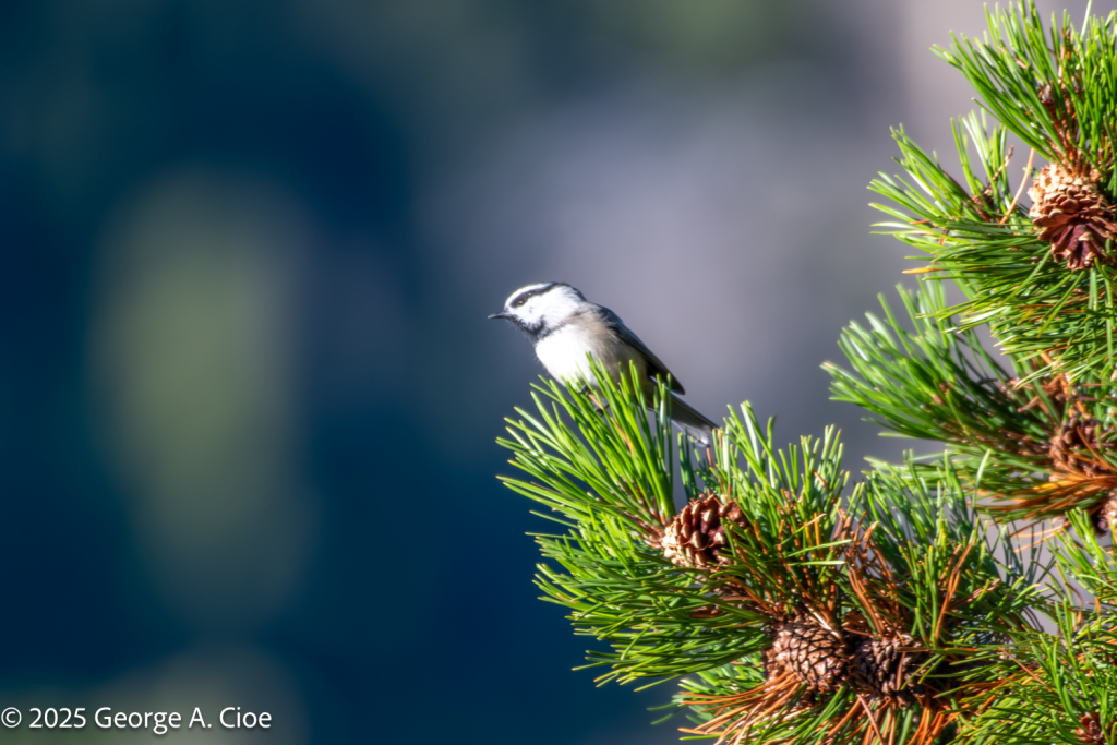 “Pine and Dandy” Mountain Chickadee, Rocky Mountains, Colorado