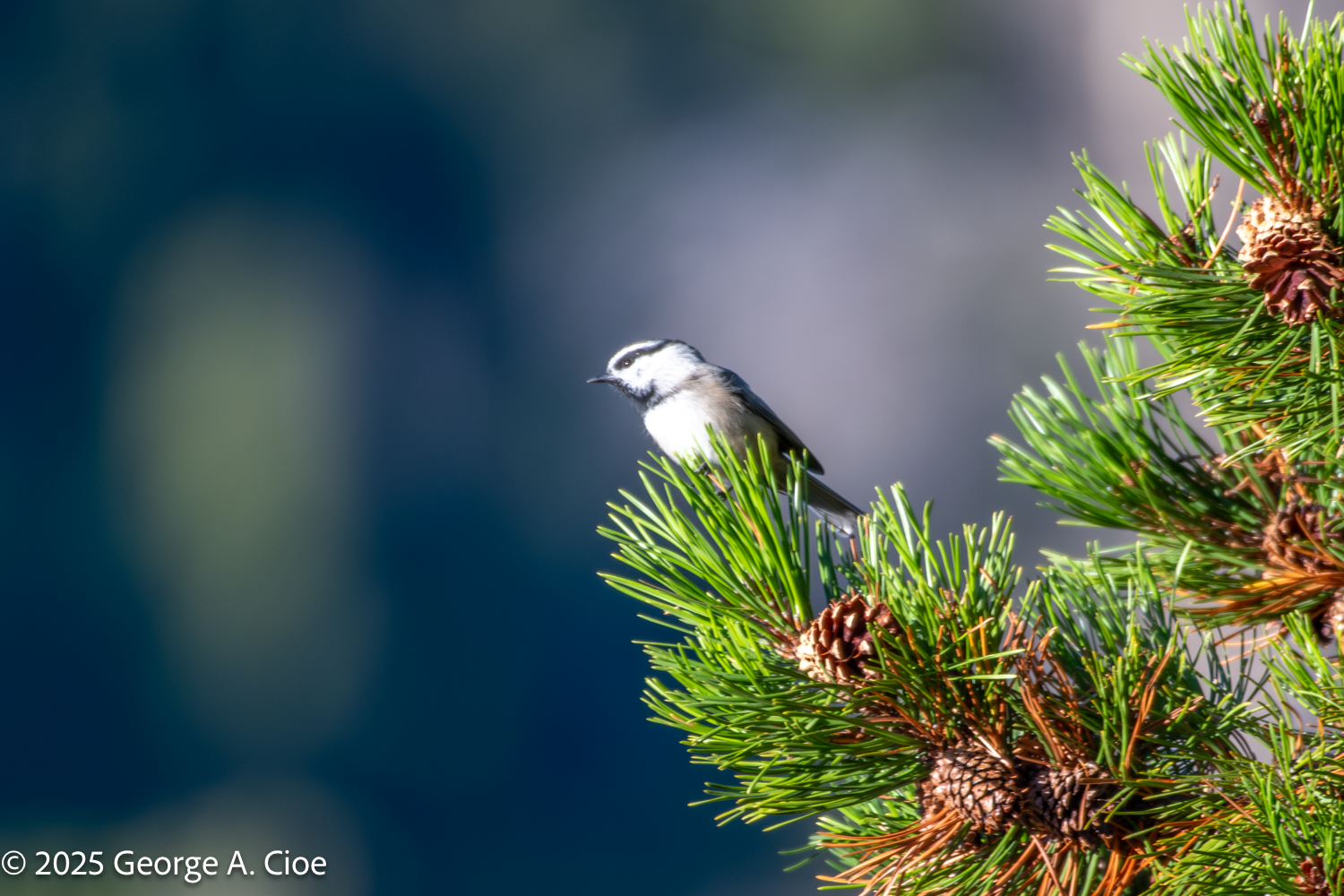 The Chickadee Olympics: A Birdwatcher’s Challenge