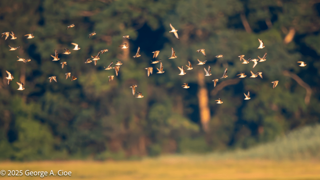Semipalmated Plover Wing