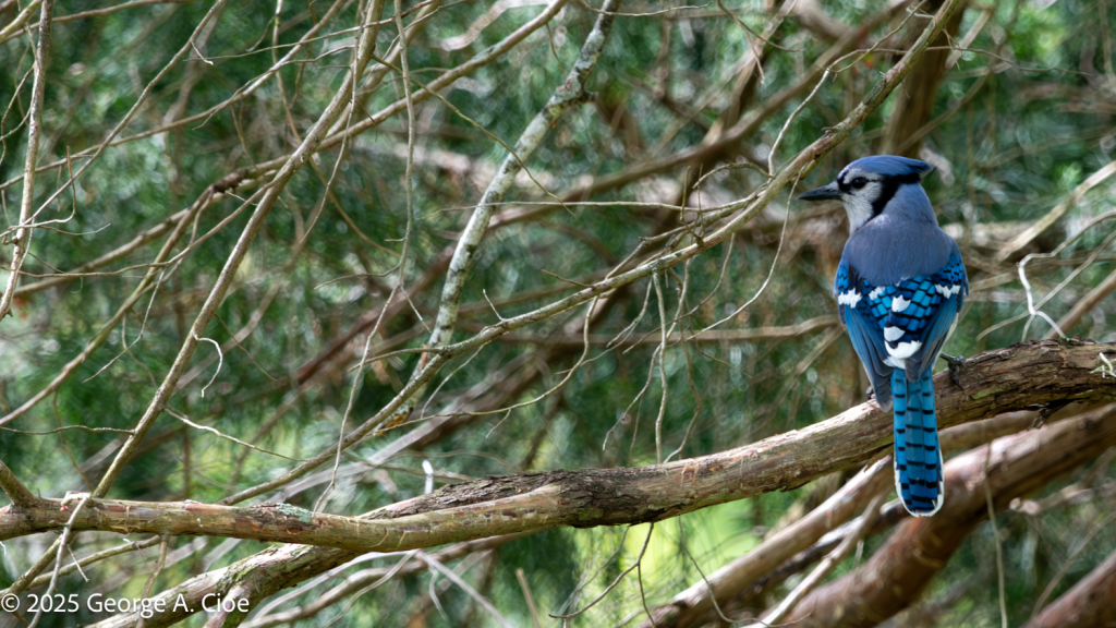 "Where's the Party?" Blue Jay