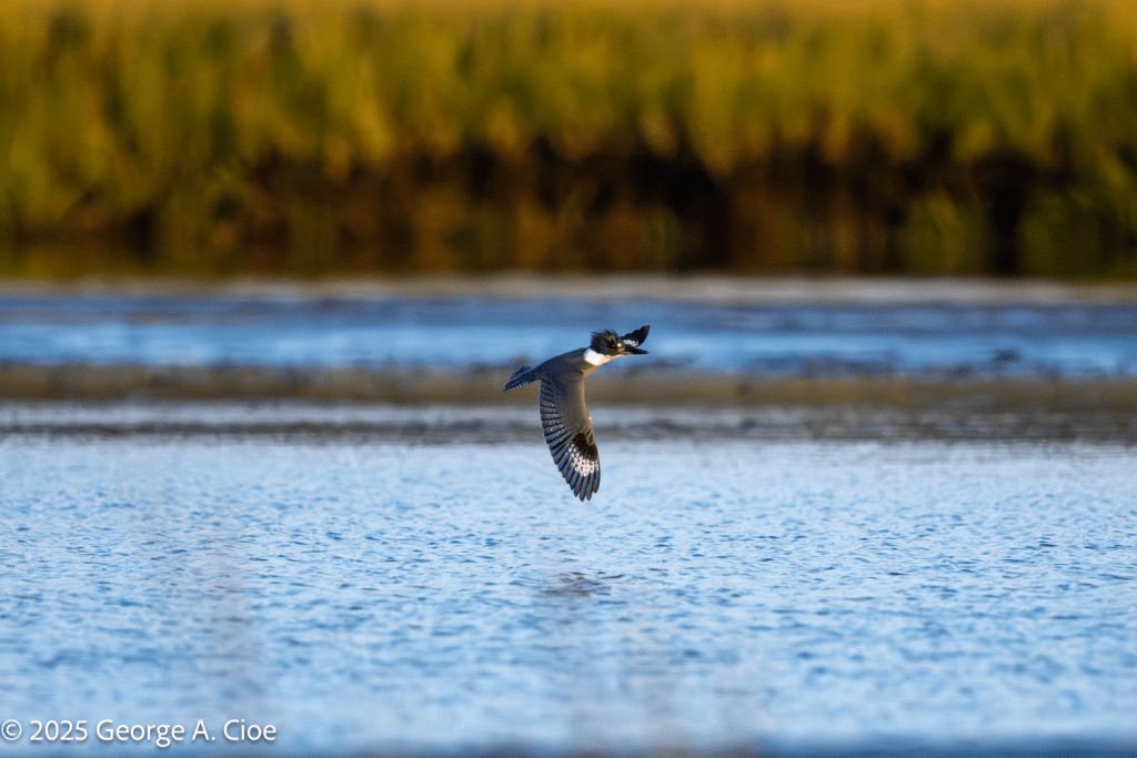 "Hunting on the Wing" Belted Kingfisher