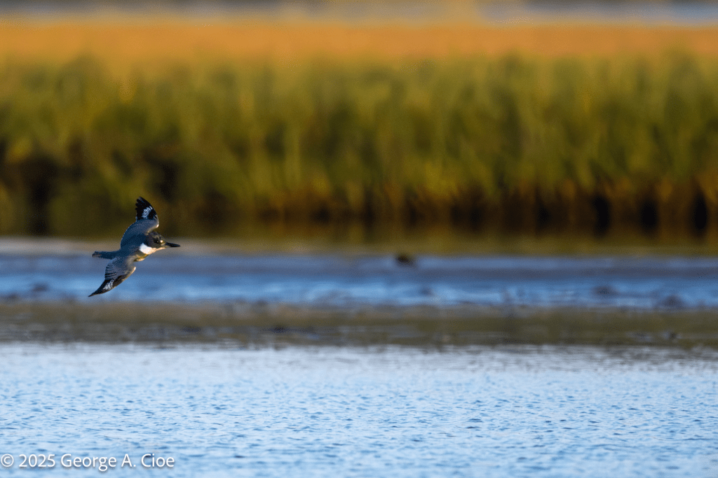 Belted Kingfisher Hunting