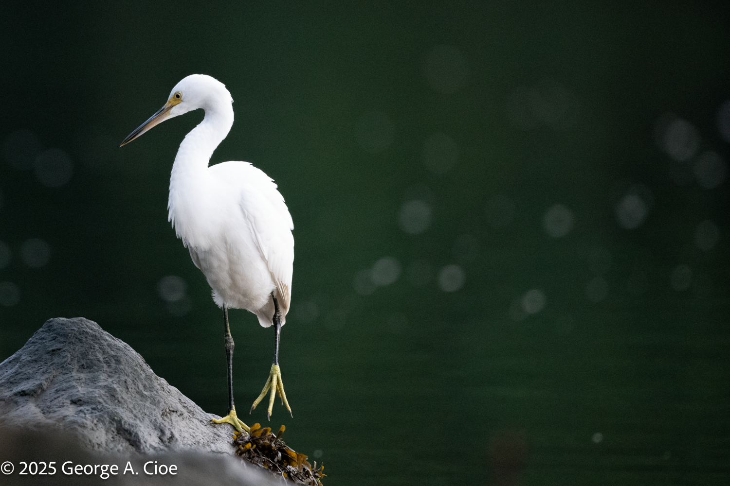 Elvis Lives – Well – Sort Of… Birdwatching Adventures