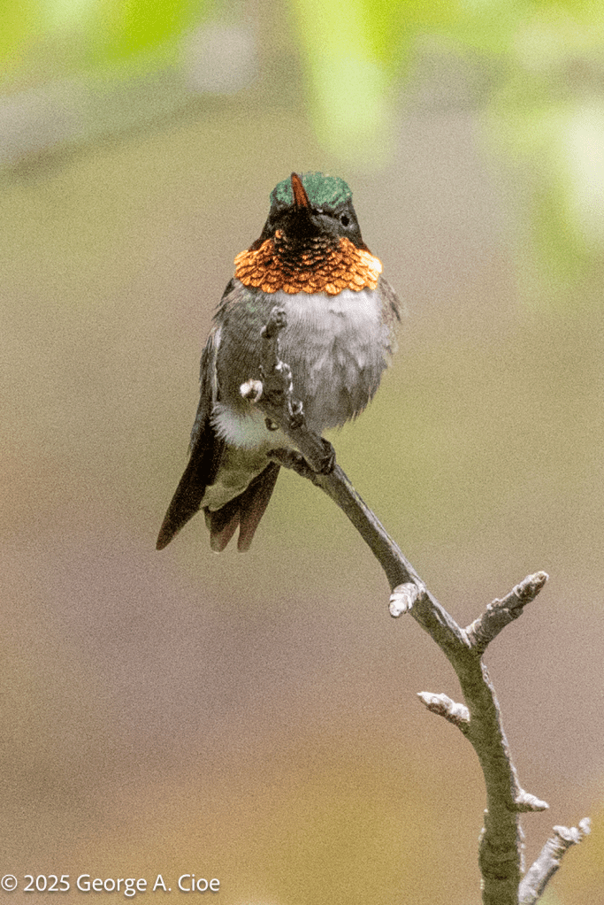 "The Jewel at Rest" Ruby-throated Hummingbird