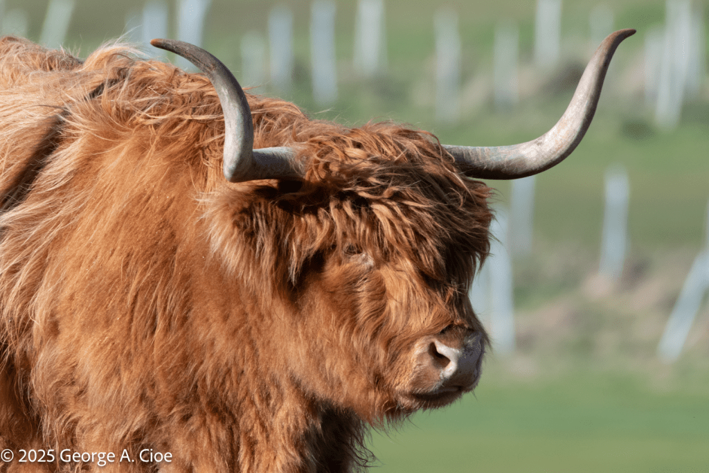 Highland Coo