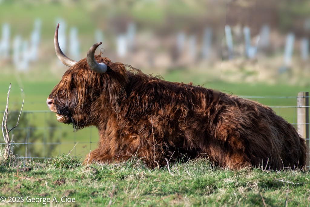 Highland Coo