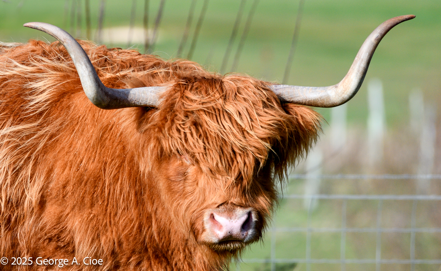 The Great Scottish Coo Adventure: A Photographer’s Dream